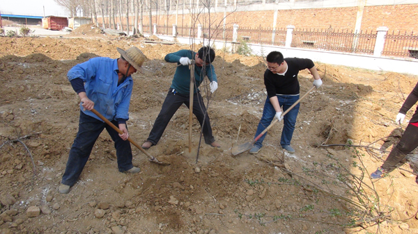 公司组织机关干部员工开展义务植树活动